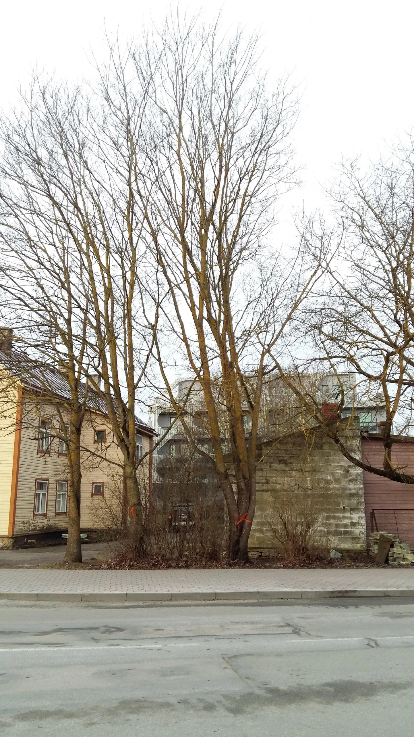 Likvideeritavad puud on tähistatud punase ristiga.