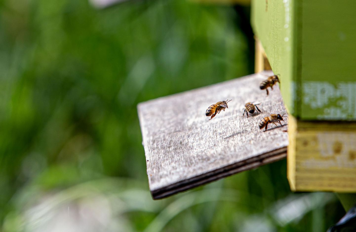 Pärnumaal taotles tänavu 3591 mesilasperele TARU toetust 137 mesinikku.