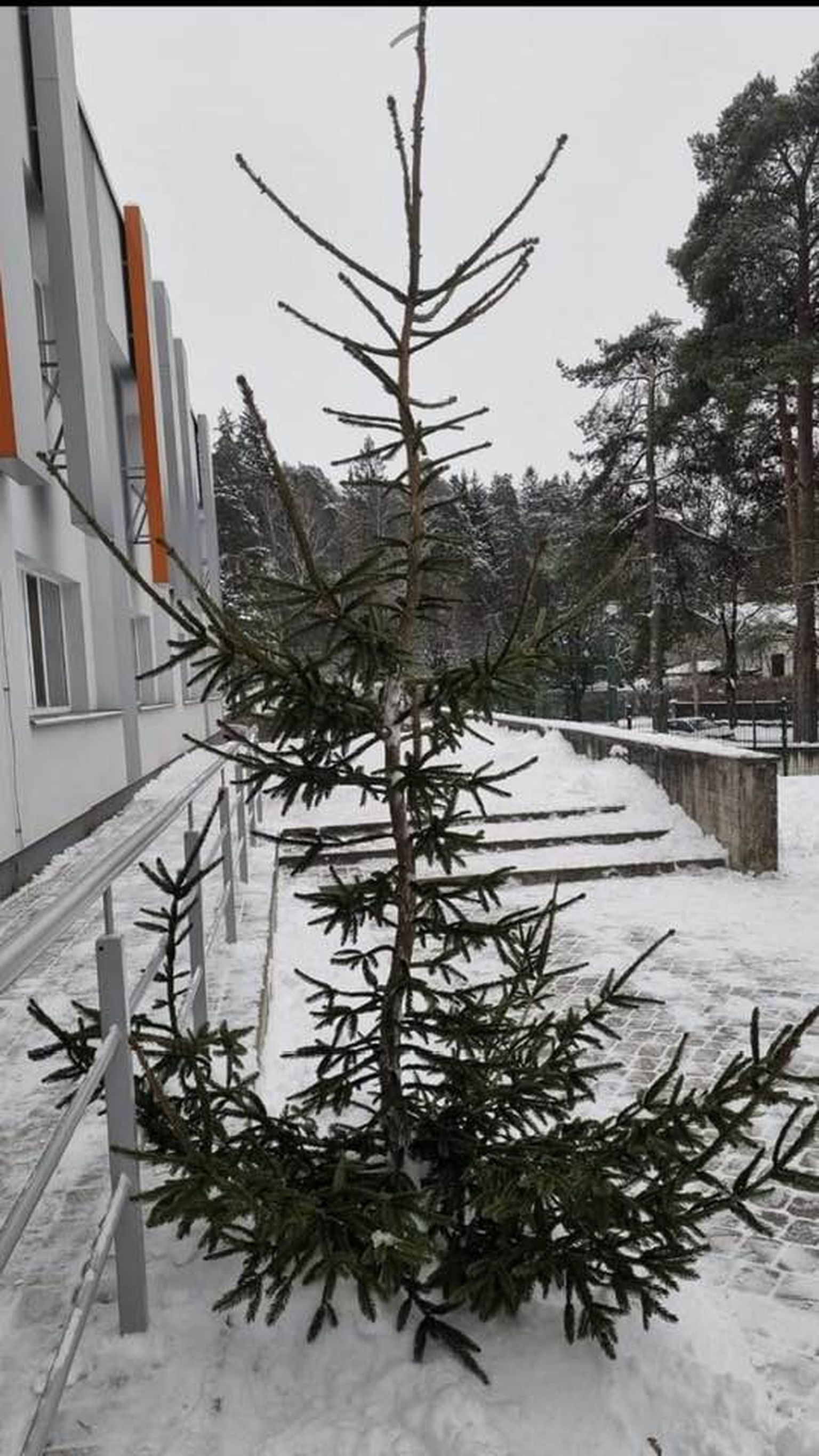 Нестандартная елка в Огре