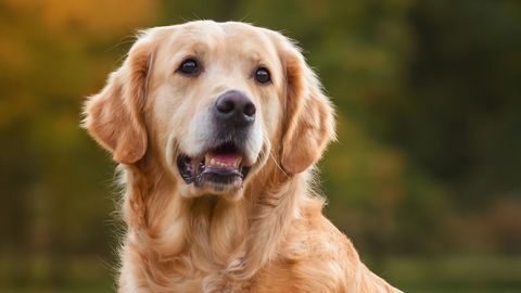 Veterinarian warns: This one fruit can be fatal to dogs