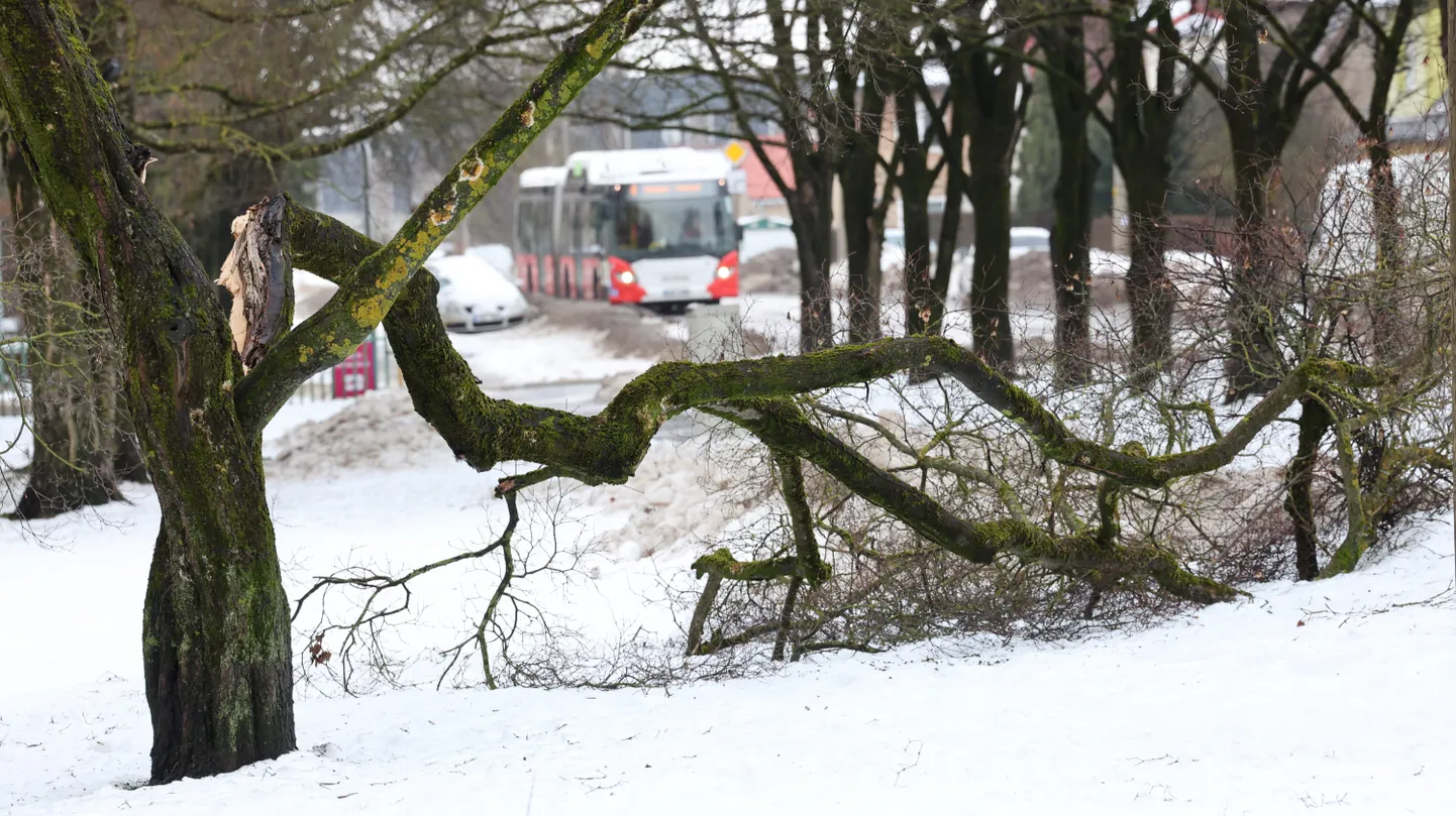 Jalaka tänaval Karete bussipeatuse juures murdusid raske lume käes ära mitmed oksad, mis aga sealse hooldusfirma juhi sõnutsi olid juba mõnda aega osa majaelanikke seganud.