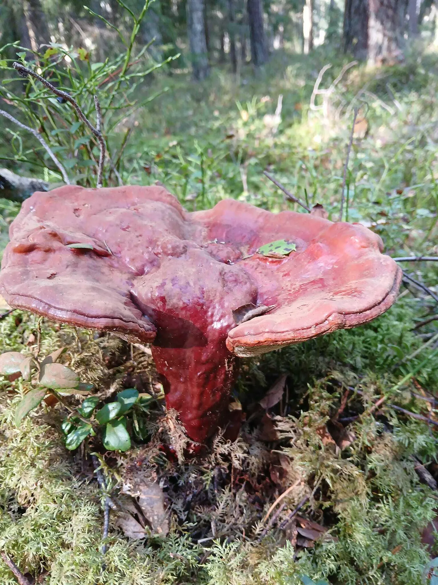 Seeneline leidis Uulu metsast Eestis üsna haruldase lakkvaabiku (Ganoderma lucidum), mida tänu raviomadustele on Hiina meditsiinis kasutatud vähemalt paar tuhat aastat.