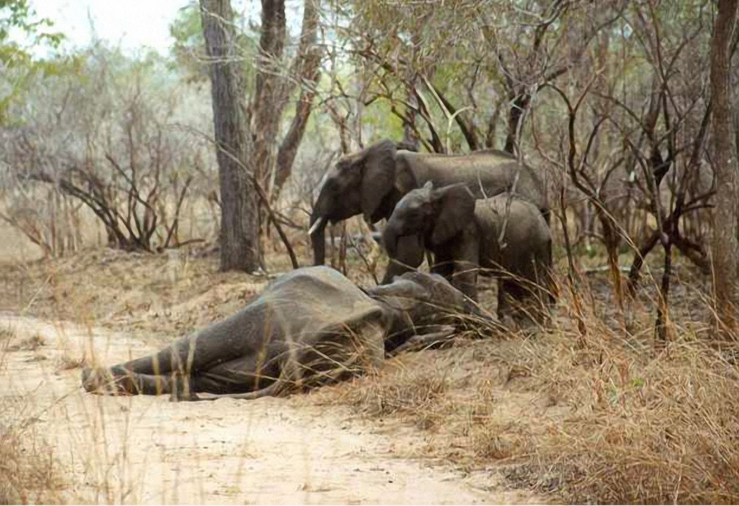 Zimbabwe armeed toidetakse elevandilihaga