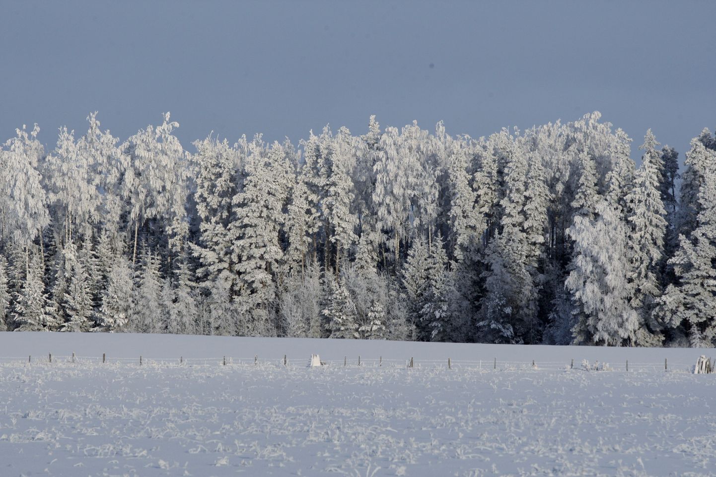 Talvine loodus Tartumaal.