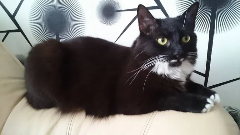 Aramis. Foto: