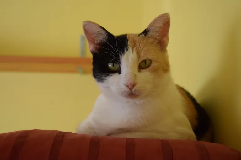 Bella