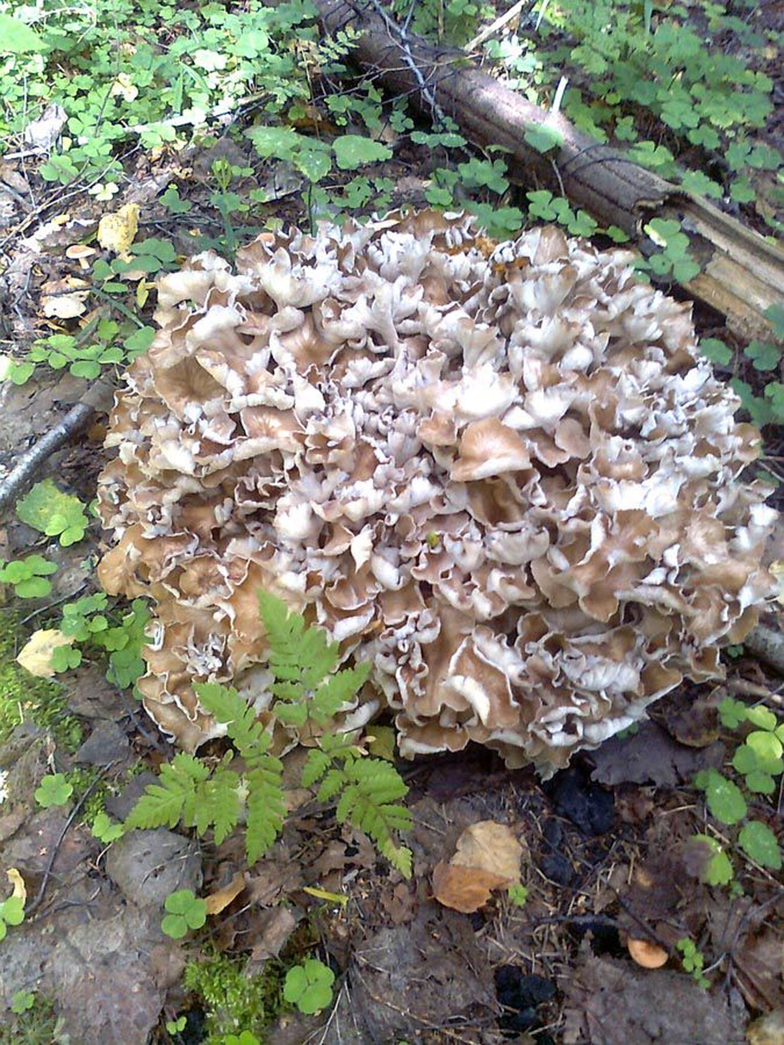 Nabatorik Karksi vallas, mis on selle ebatavalise seene uus leiukoht.