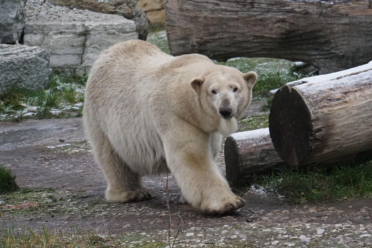 Jääkaru Friidal on keel vestil.