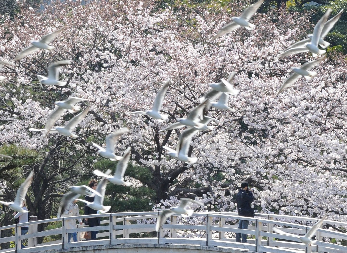 Õitsevad kirsipuud Jaapanis