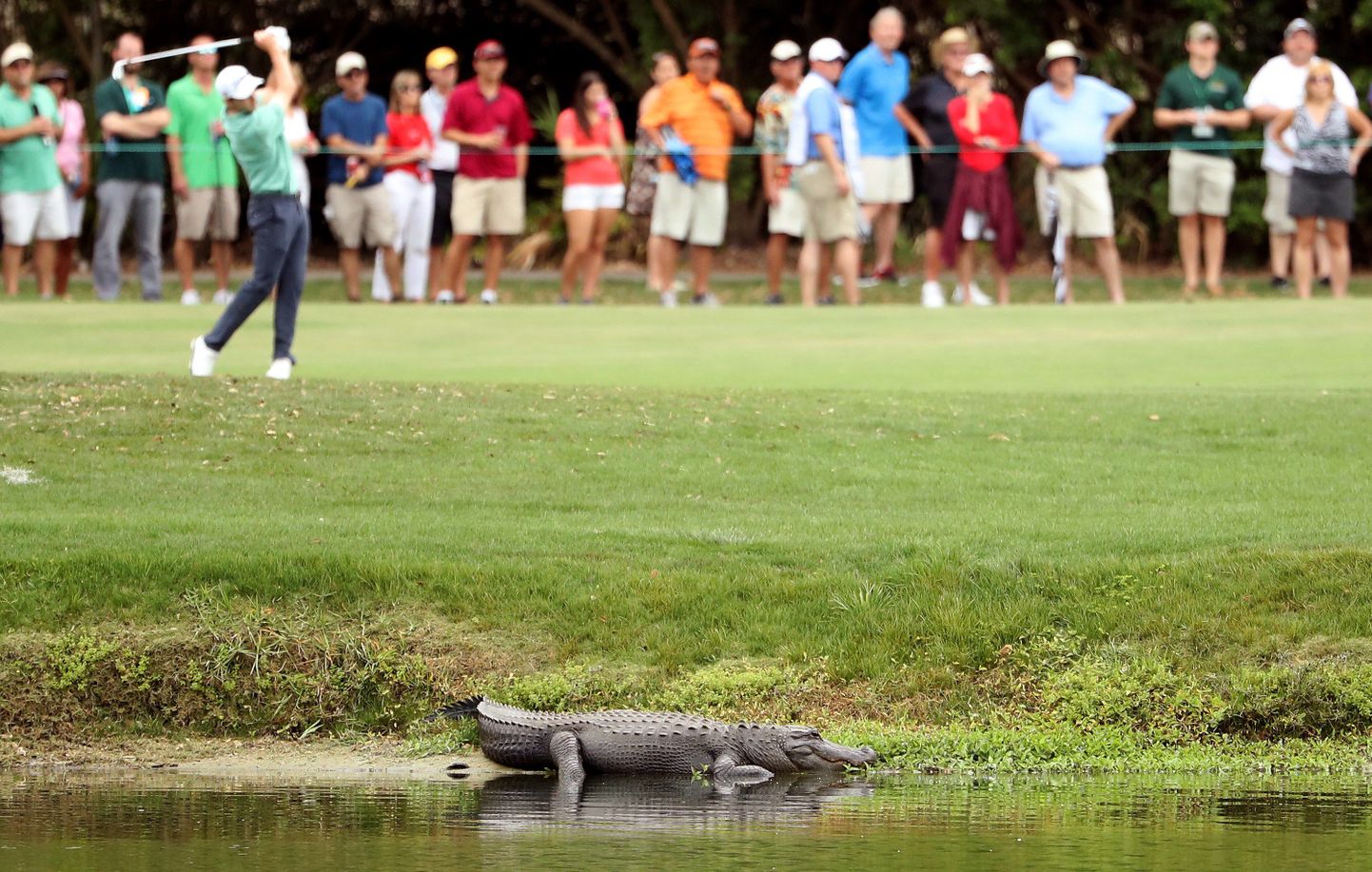 Alligaator golfiraja läheduses.