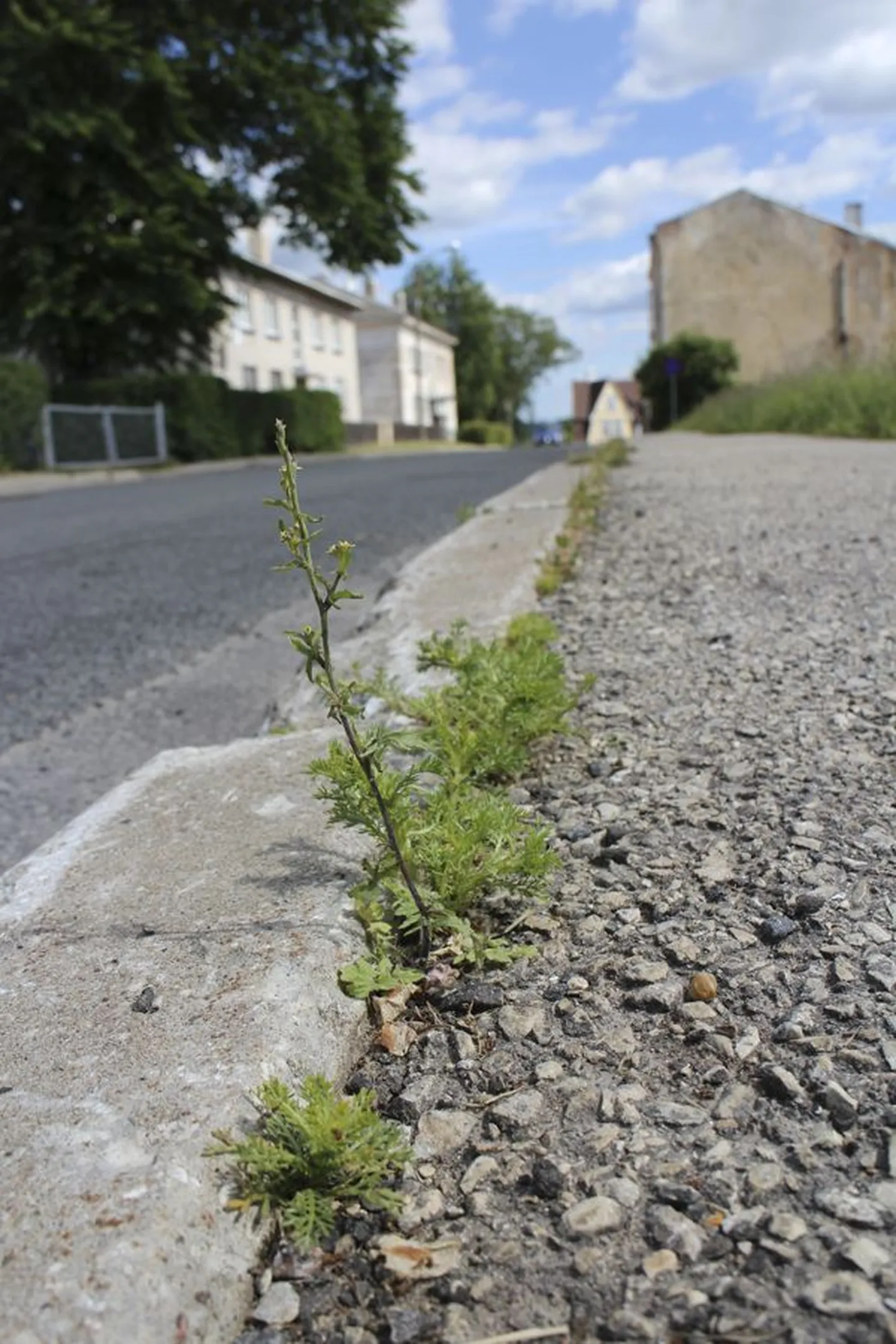 Need Viljandi Posti tänava kõnni- ja sõiduteed eraldavate äärekivide vahel tärganud taimed said sahmaka Roundup Bio lahust kaela poolteist nädalat tagasi. Samas kohas on heakorrafirma umbrohtu mürgitanud ka mitmel varasemal aastal.