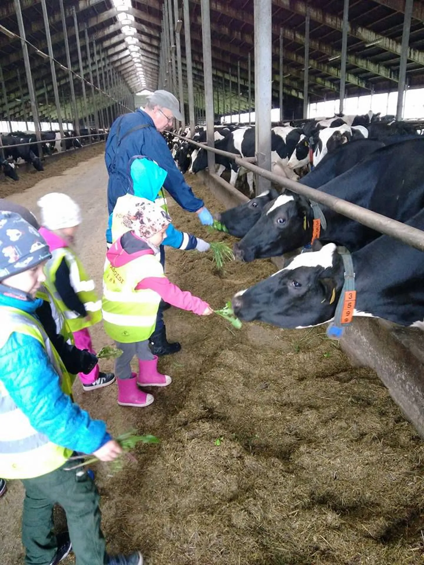Tammsaare lasteaia lapsed Muraka suurfarmis.