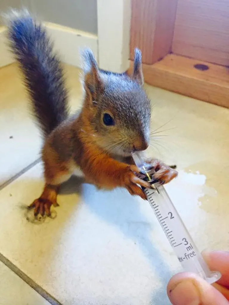 Arstile pöördunud orav sai kohe abi. Foto: