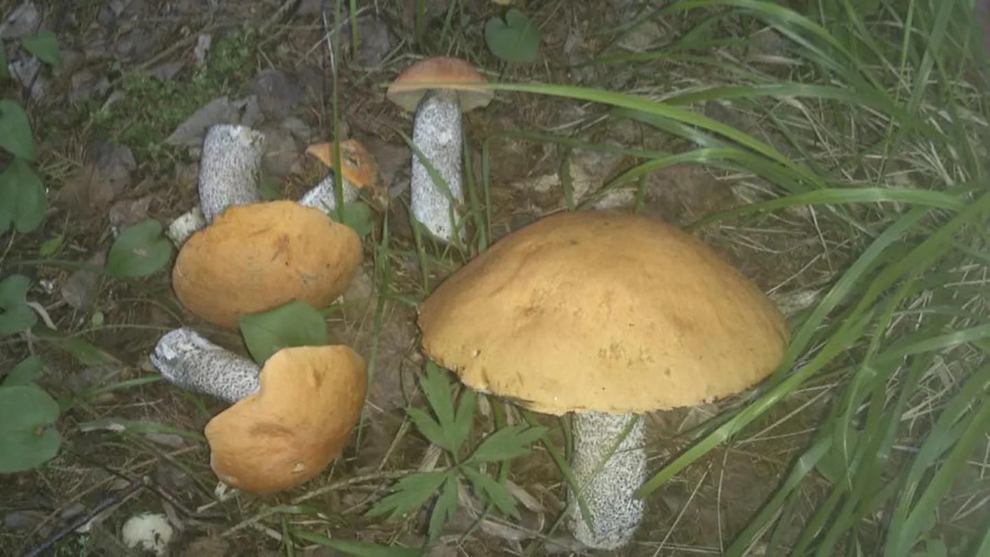 Juunikuu kümnendal päeval üllatas mets pesakonna puravikega.