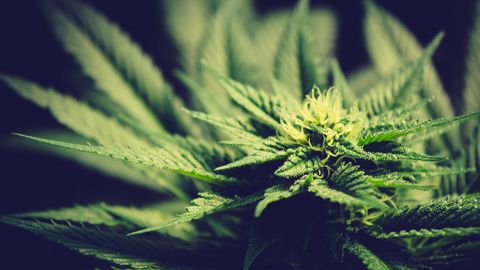 Seene- ja kanepikasvatus tõi aasta tingimisi vangistust