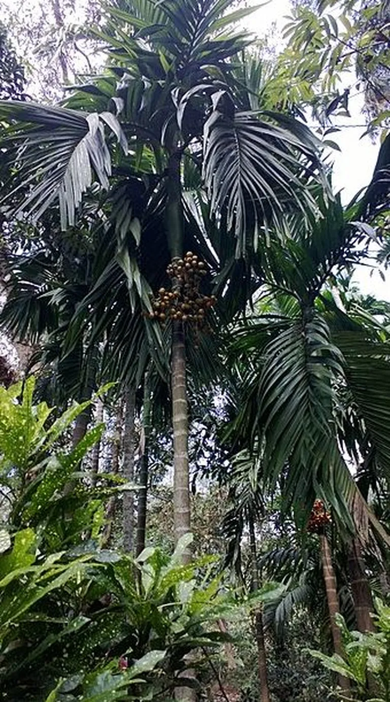 Beetlipalm