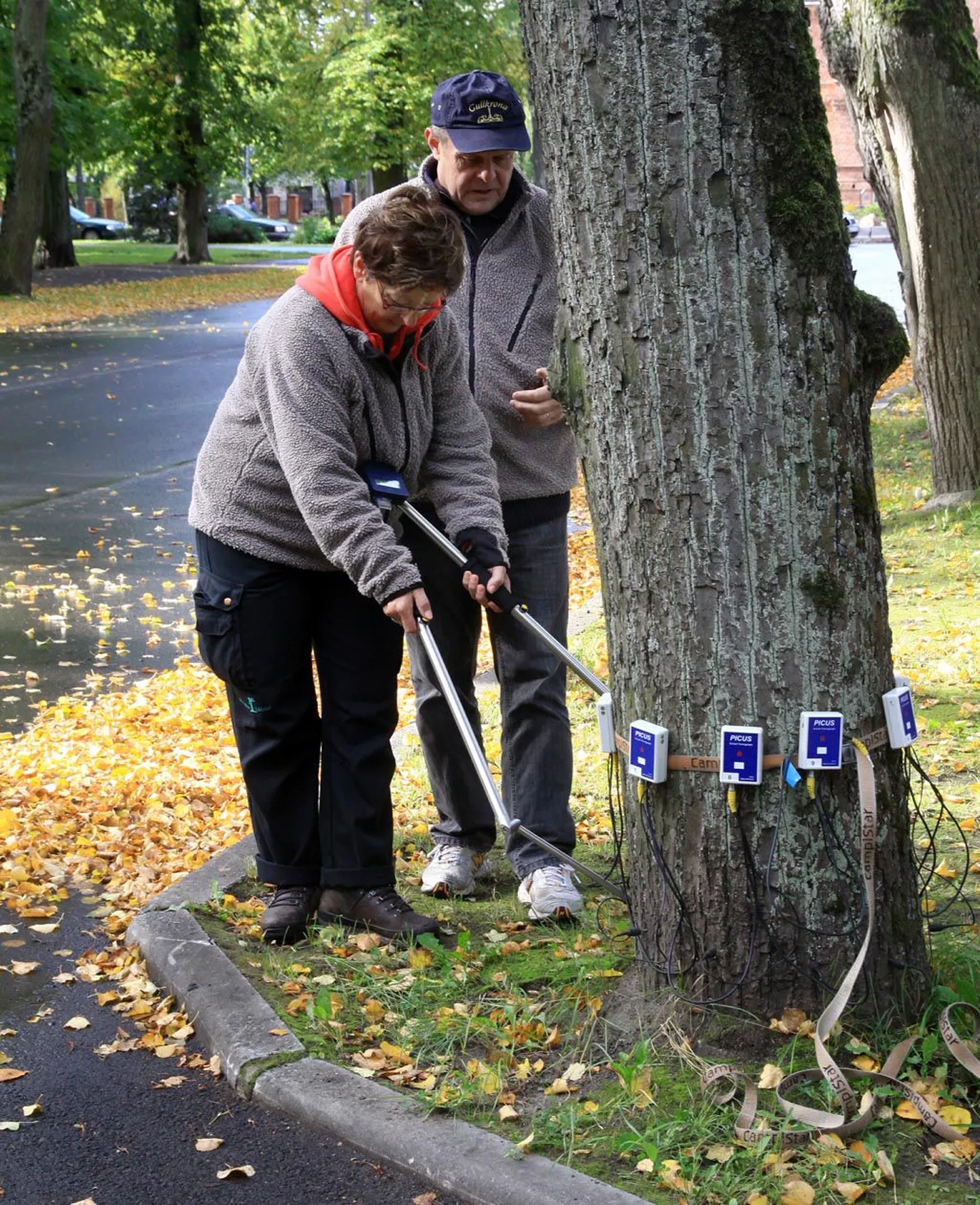 Seppo Suoranta ja Siv Vikström teevad Vanapargi allee puust röntgenipildi.