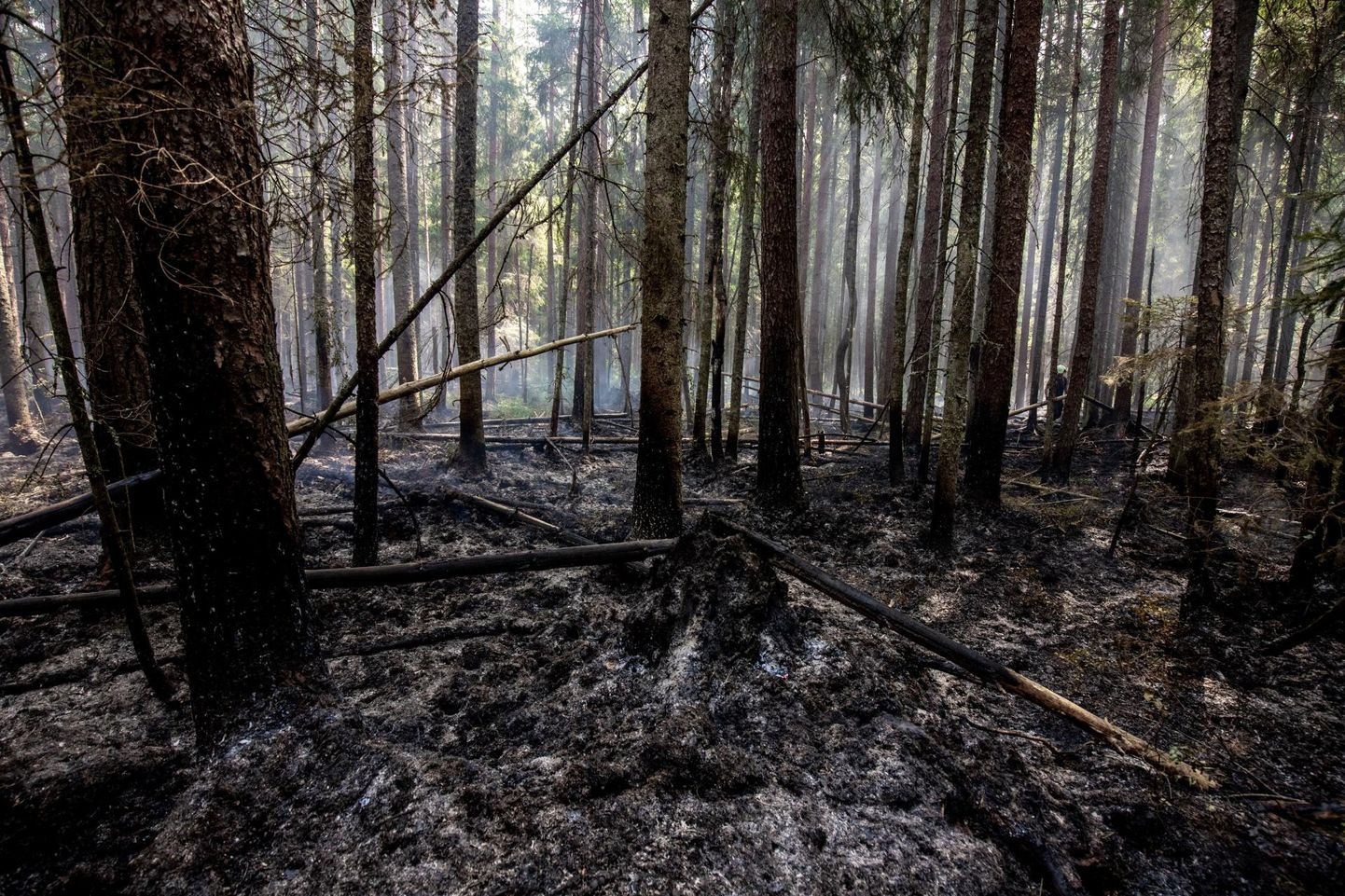 Saarde vallas Kanaküla kandis Reinse külas toimus sel nädalal suur metsapõleng, tuli oli levinud kümnele hektarile.