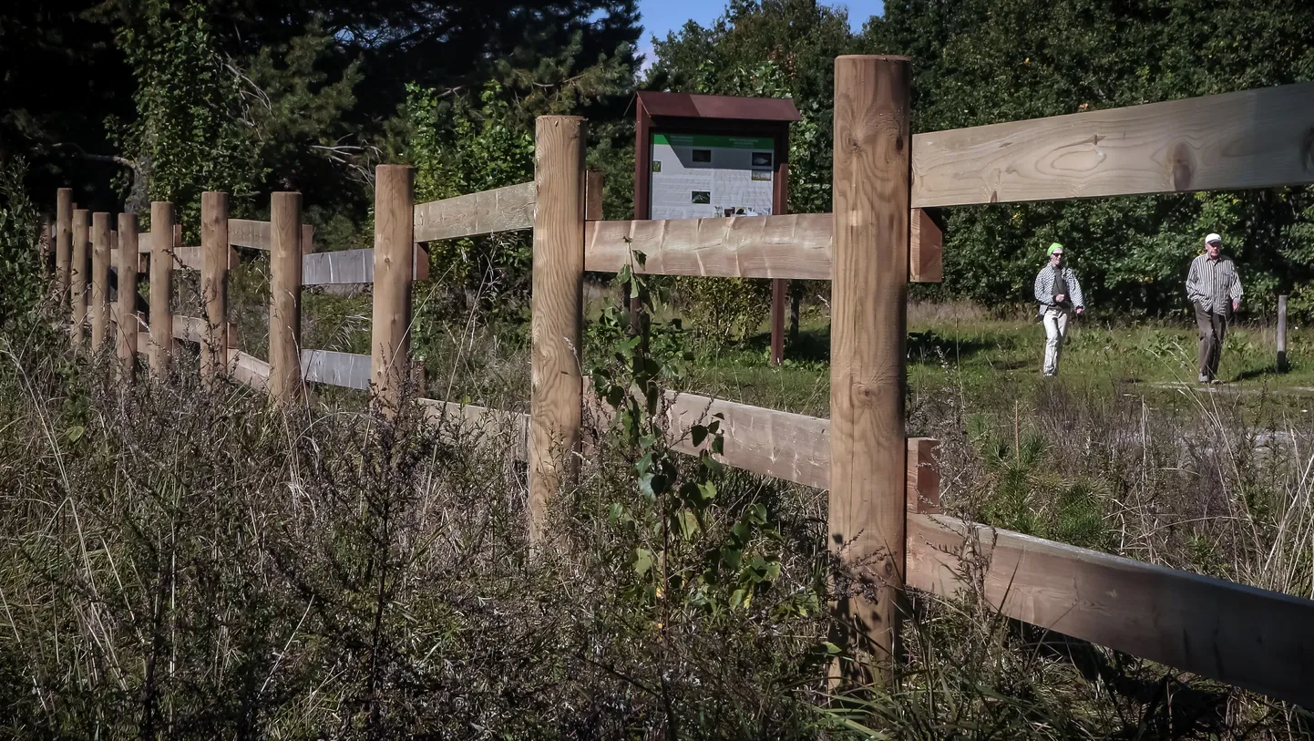 Pärnu rannaniidu ääres algas uue tarandiku ehitus, mis asendab mere ääres pilliroogu nosivate linnalehmade valdusi seni piiranud elektrikarjust.