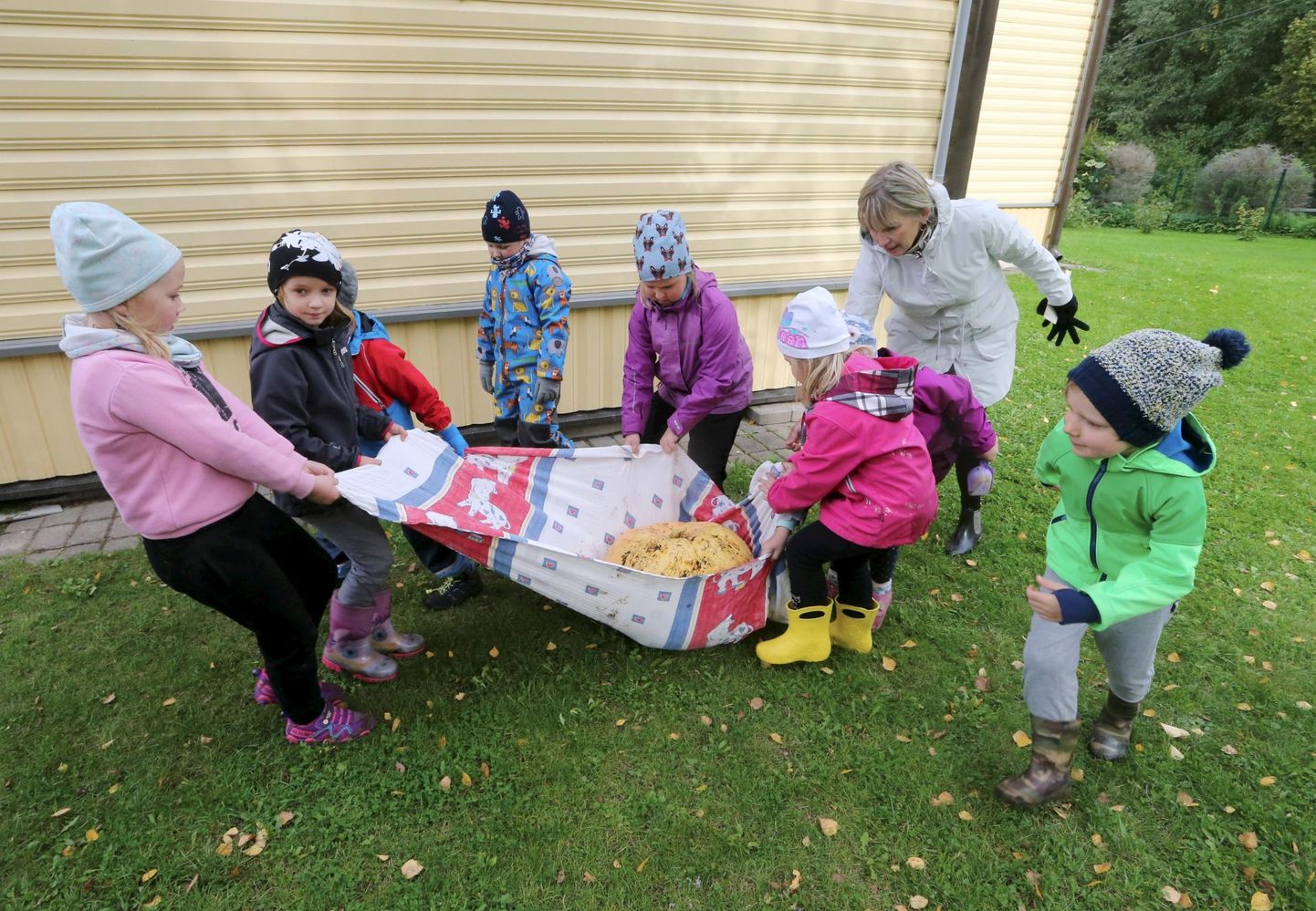 Pähklipureja rühma lapsed vedasid kõrvitsaid talgukorras tekikotiga. Neid toetas abiõpetaja Tiia Vokk.