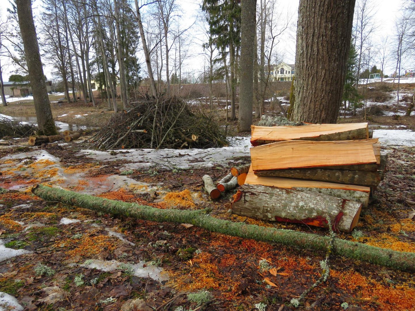 Ebaseaduslik raietöö Otepää vallas Keeni mõisa pargis on nüüd kaasa toonud keskkonnainspektsiooni uurimise. 