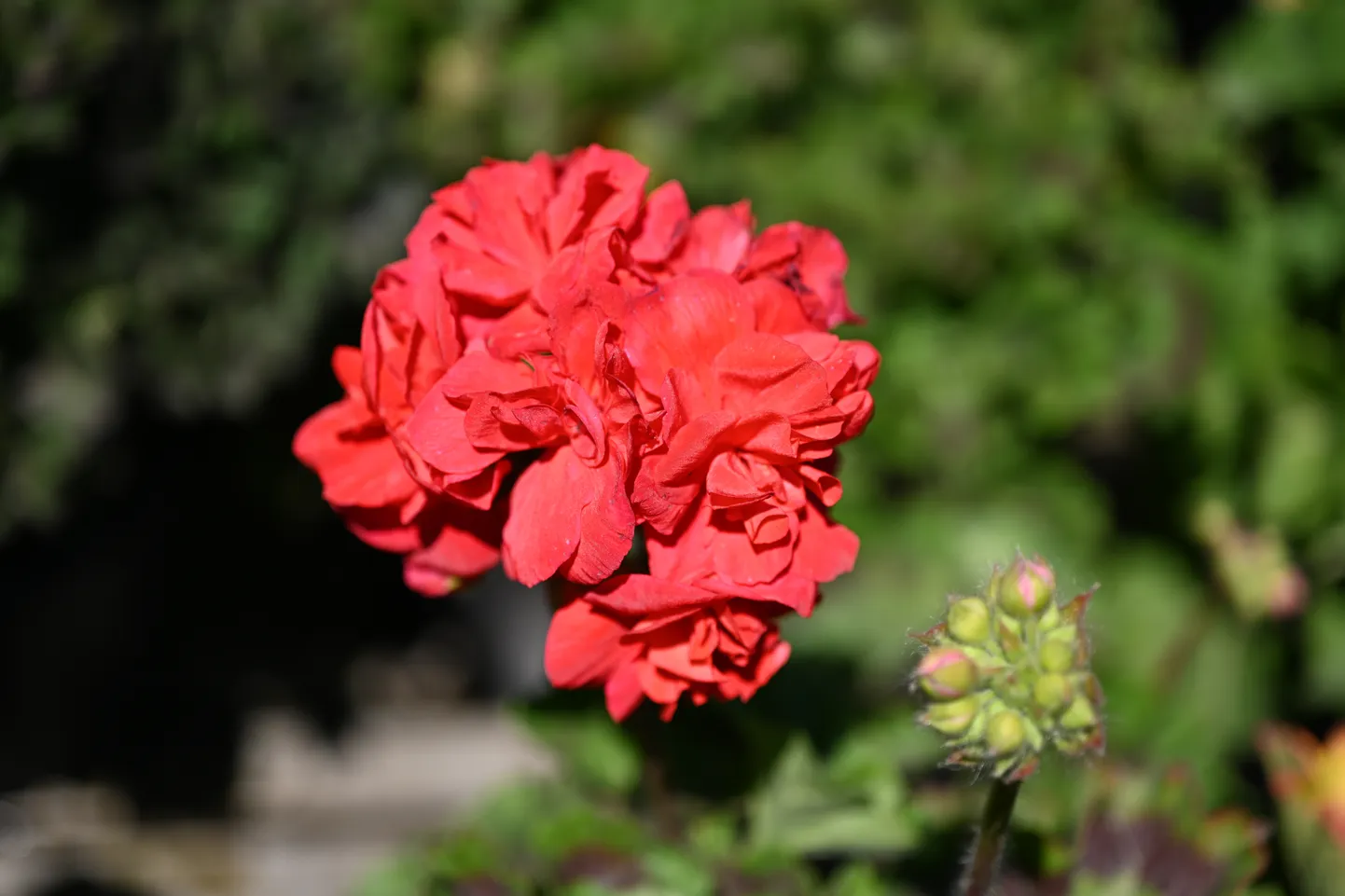 Raksta foto