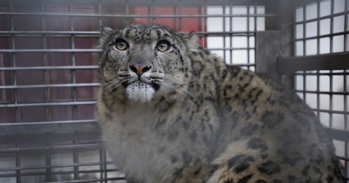 Afganistanis püüti kinni kariloomi hävitanud haruldane lumeleopard