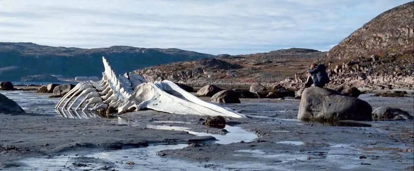 Nagu Leviaatani enda skelett vaataks siit vastu. Film on üles võetud Barentsi mere ääres.