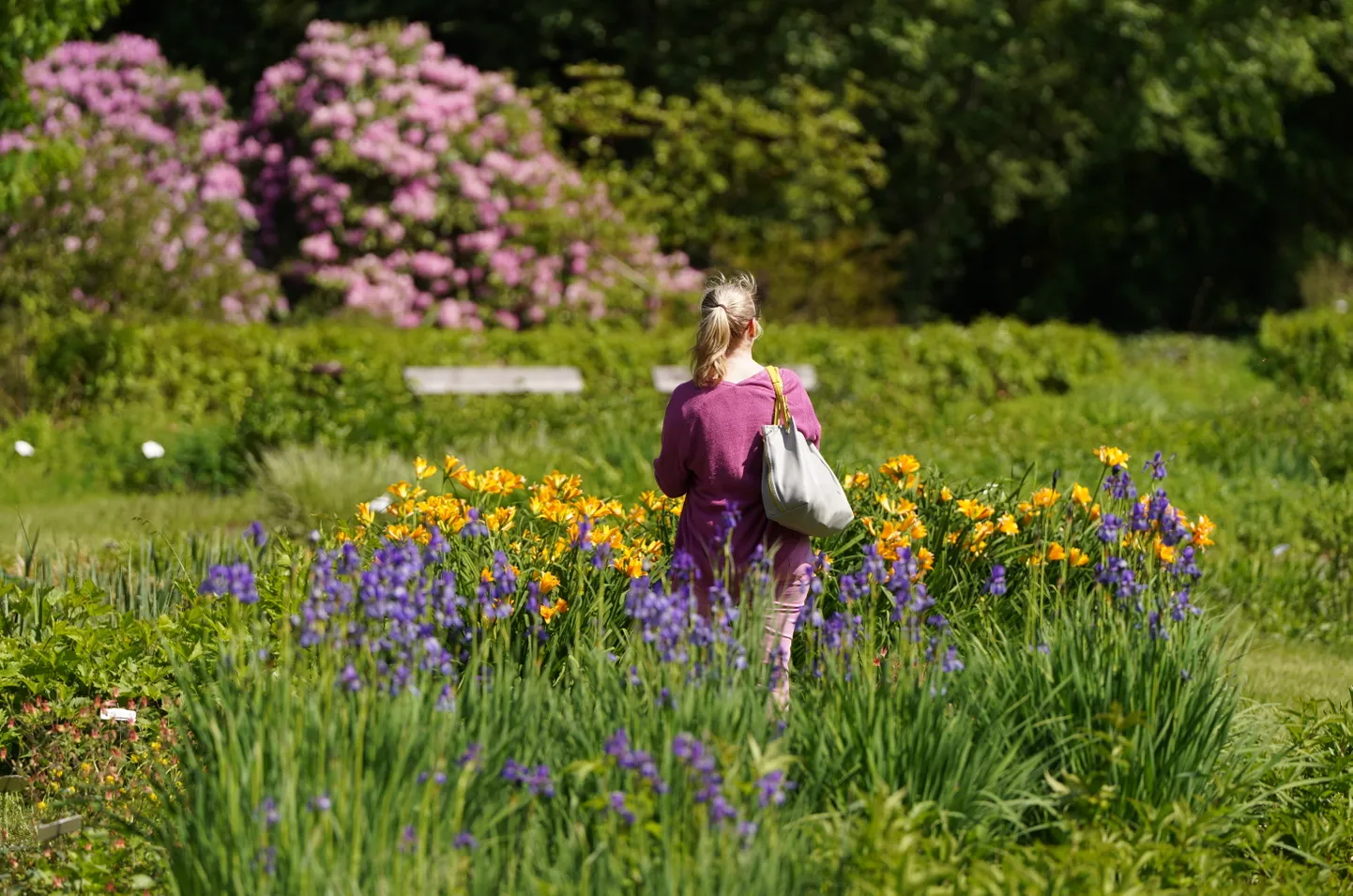 Ziedoši rododendri Latvijas Universitātes Botāniskajā dārzā.
