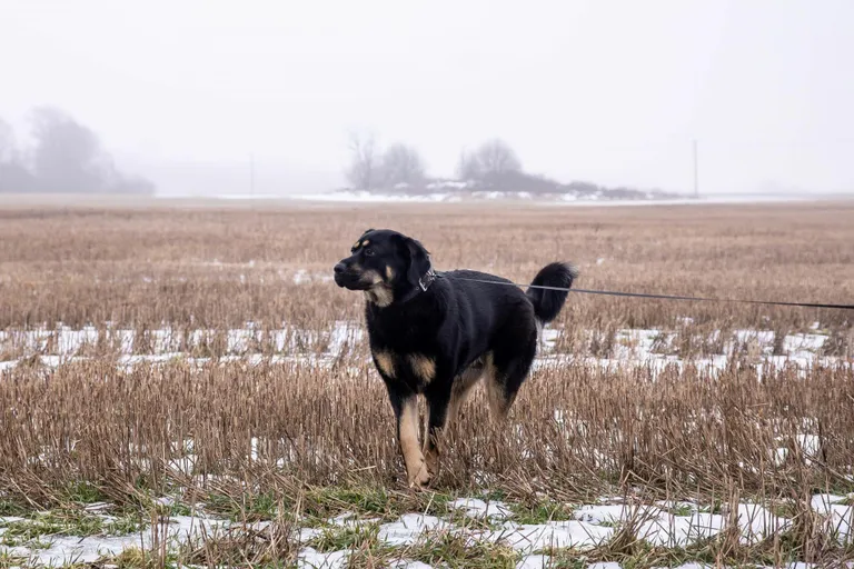 Imiku leidis 5. veebruari ennelõunal Suure-Lähtru pere üheaastane koer Fritz, kes tõi lapse elutu keha kodumaja juurde.