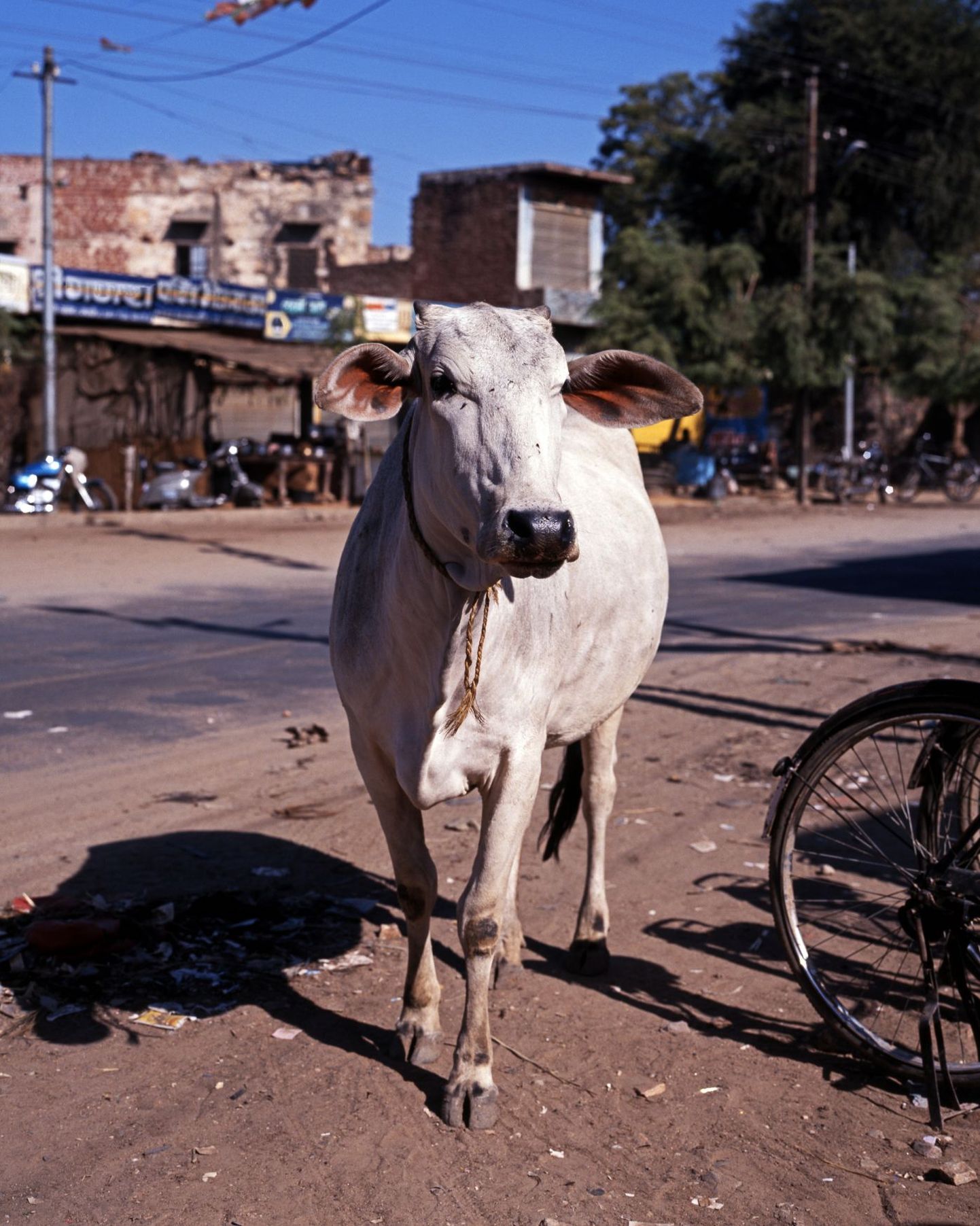 Lehm Indias linnatänaval.