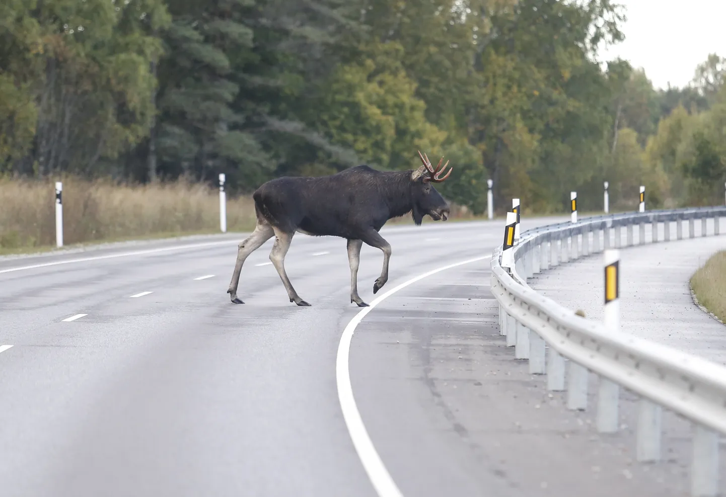 Põder autoteel. Pilt on illustratiivne.