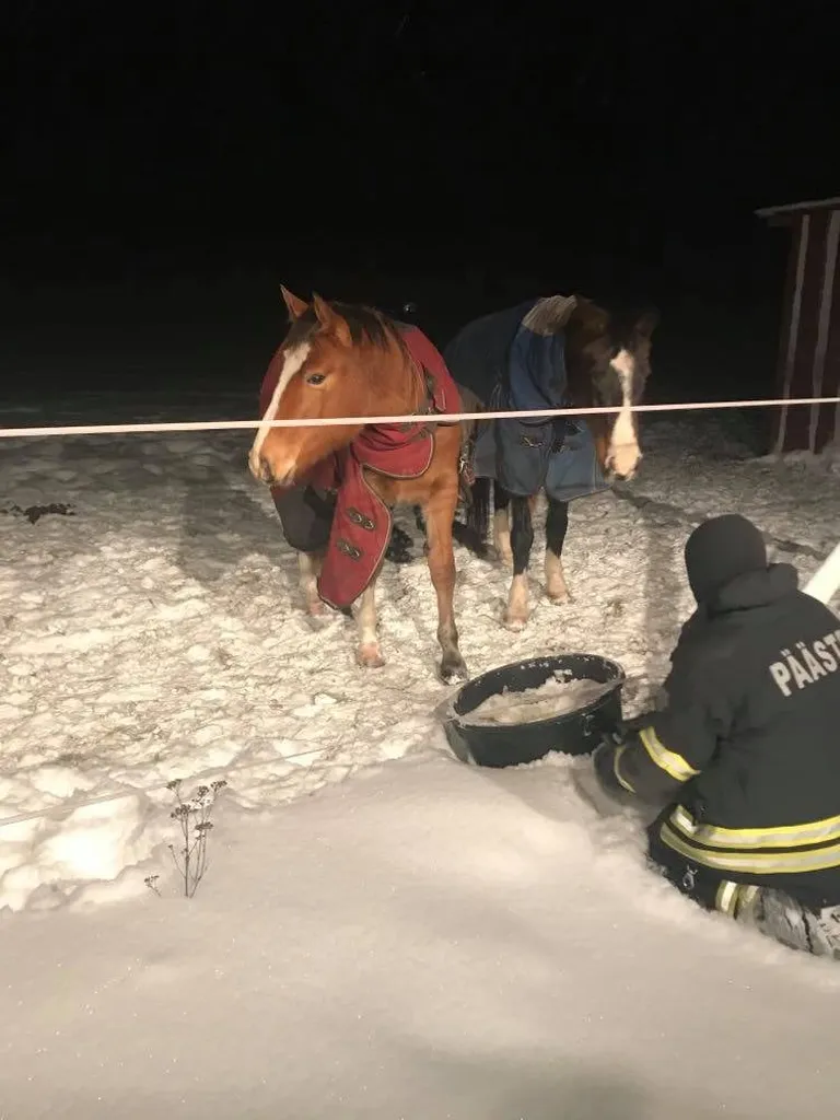 Hobuseid tuli jootma päästekomando.