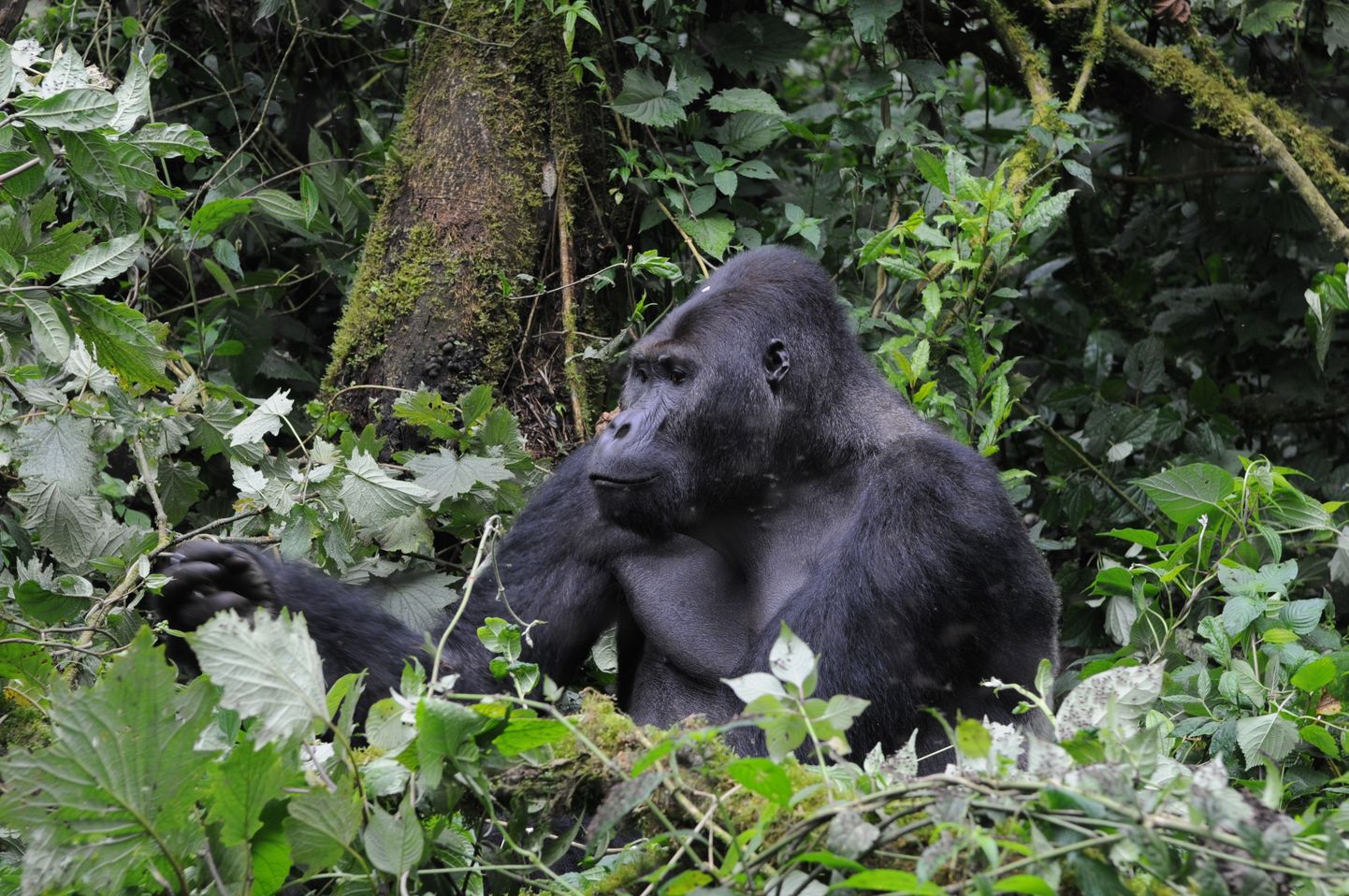 Maailmas suuruselt teine vabas looduses elav gorilla - Chimanuka Kongo Demokraatlikus Vabariigis.