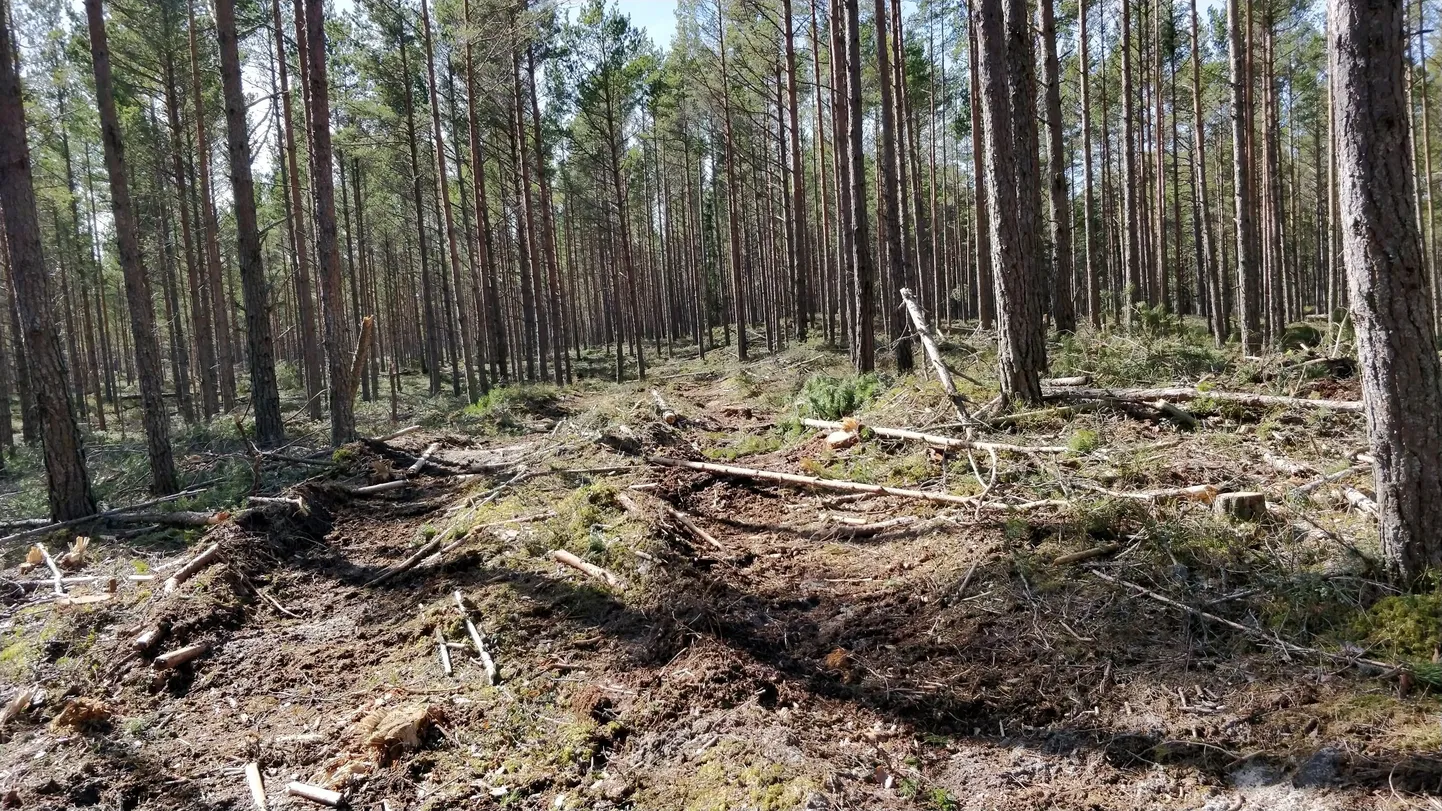 Nõva looduskaitseala, kus on näha harvesteri tekitatud pinnasekahjustusi. Foto on illustratiivne.