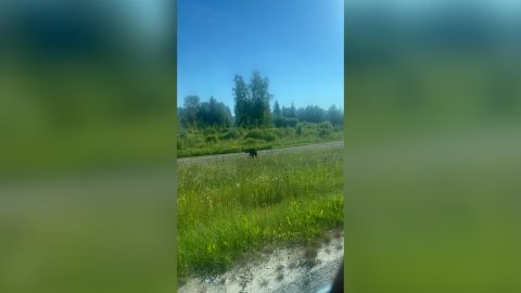 VIDEOD ⟩ Bussilt löögi saanud karu põgenes metsa ja võib olla ohtlik