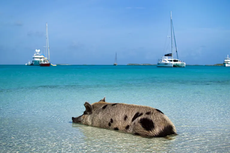 Bahama ujuv siga