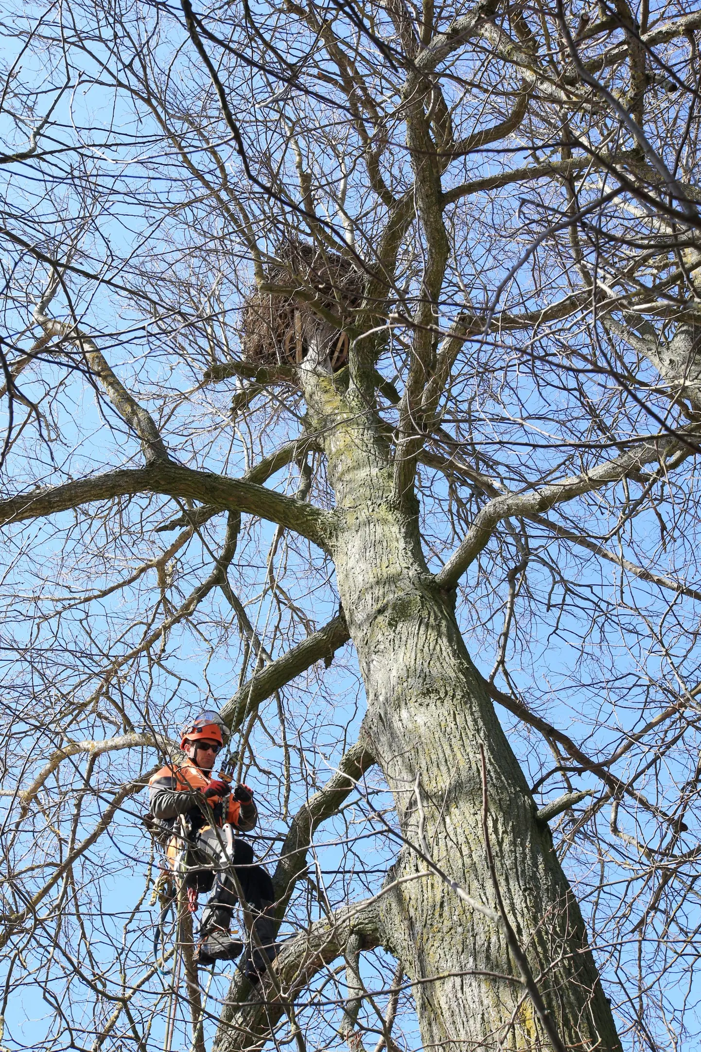 Ohtlikud puud võtab maha arborist.