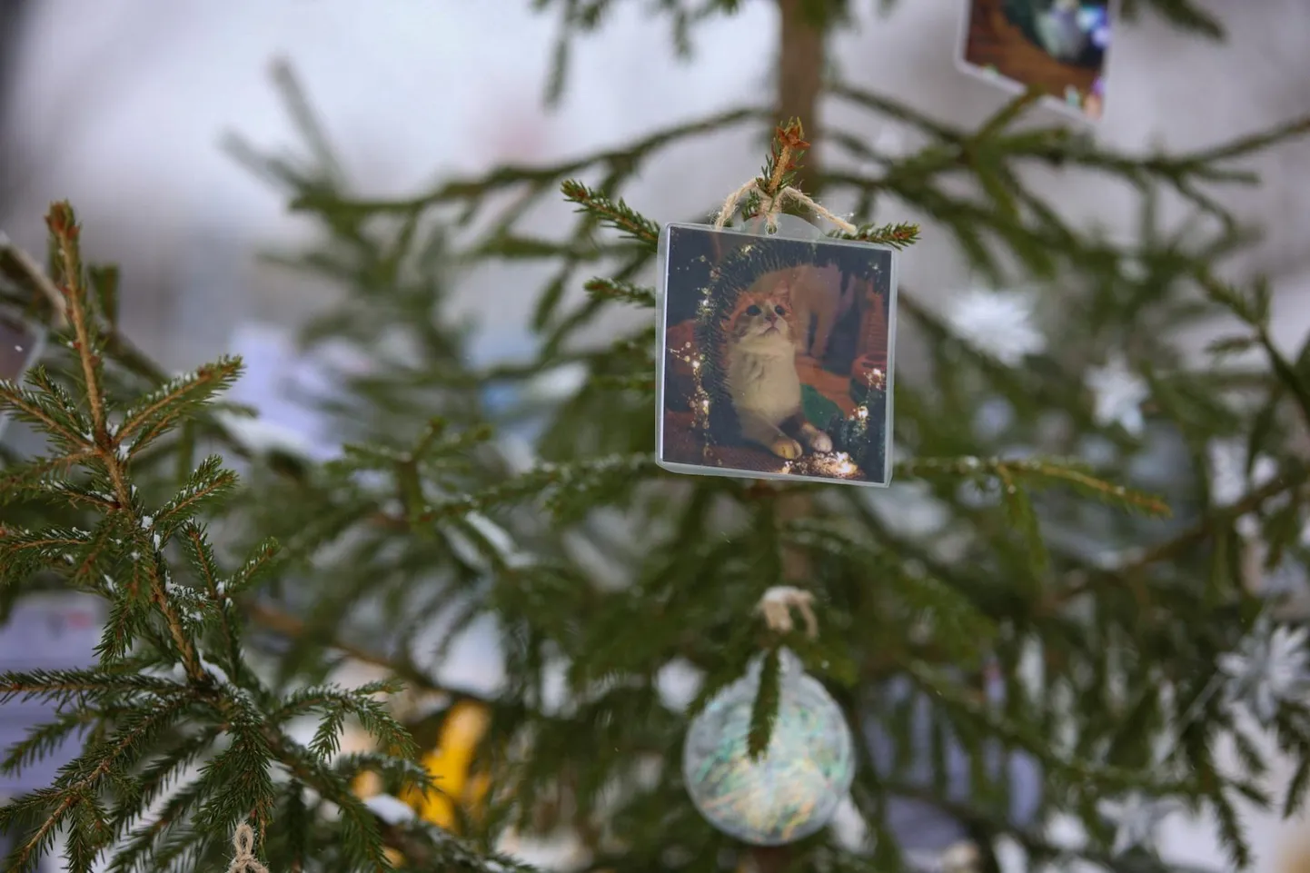 Iga kuusel rippuva pildi tagaküljel on ka kirjeldus looma iseloomu kohta.