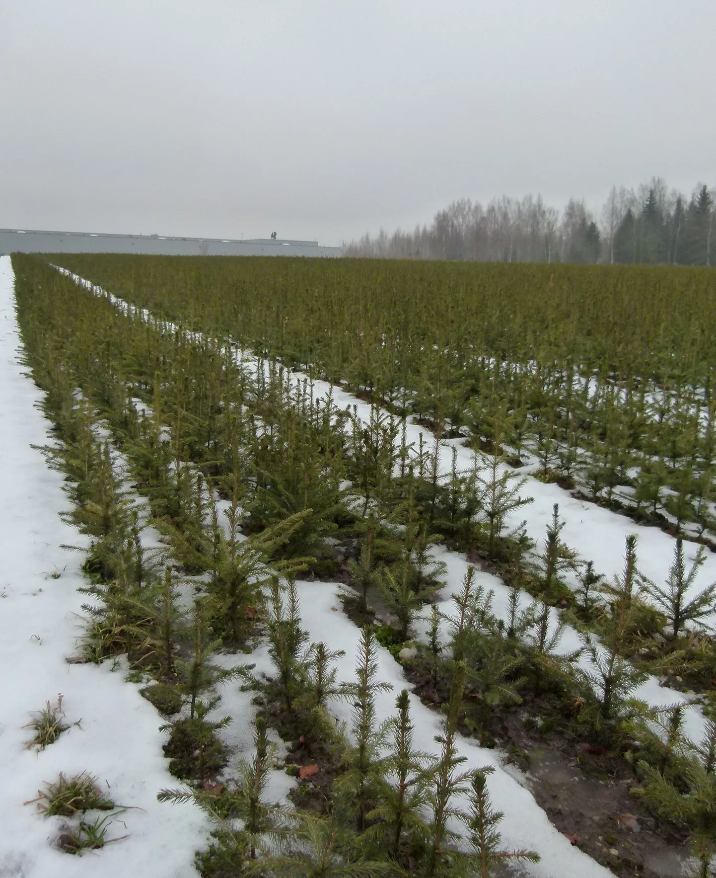 Avajuursed kuusetaimed põllul kevadist metsaminekut ootamas. Needsamad, mida erametsadesse kevaditi Lätist ja Leedust juurde tuuakse, kuna Eesti turul neid kõigi jaoks ei jätku.