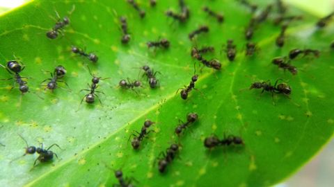 ÜKS MURE VÄHEM ⟩ Väheteada nipp hoiab sipelgad koduaiast eemale