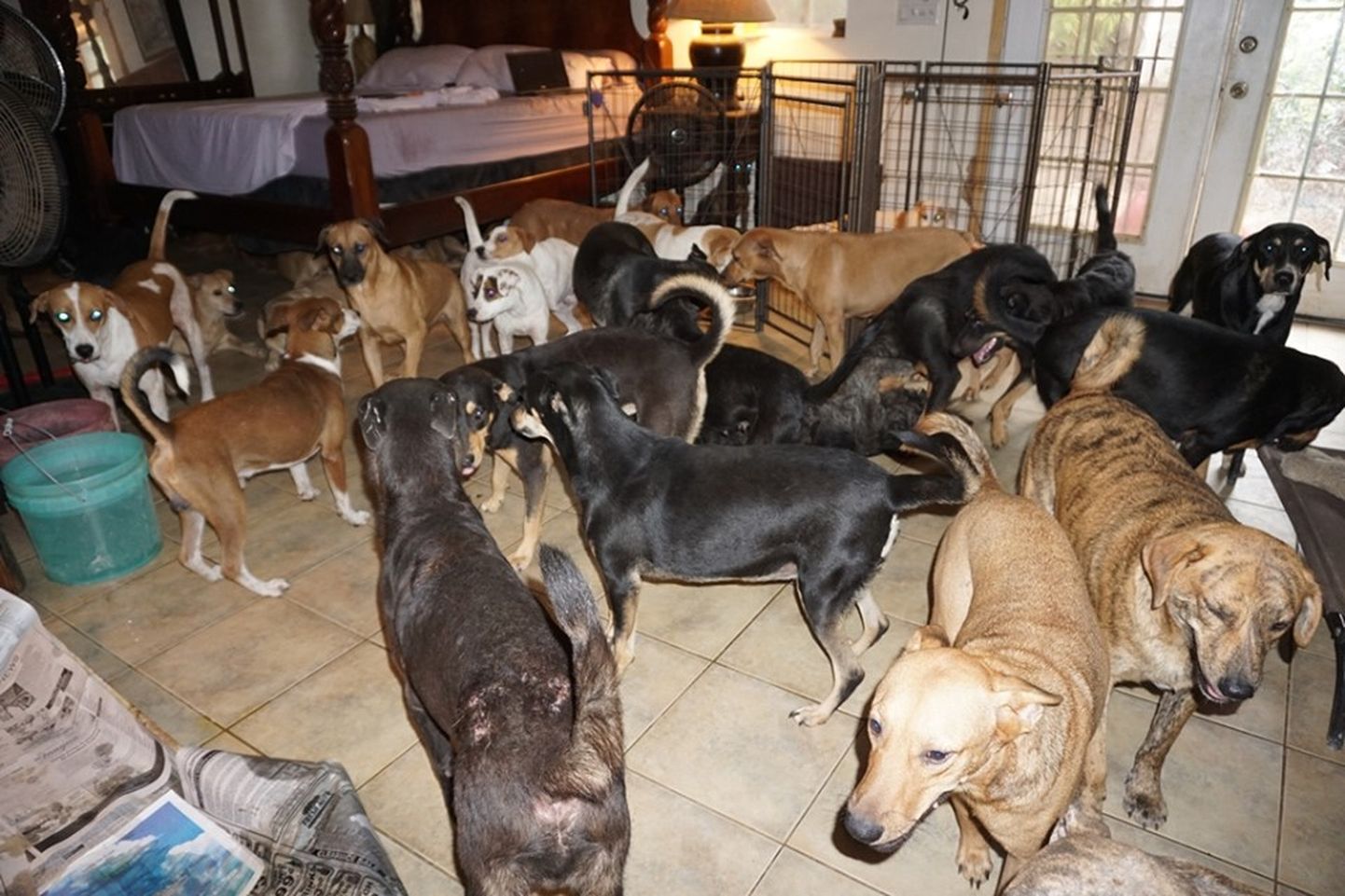 Nassau elanik lasi oma majja 97 koera, et nood orkaani teel ei hukkuks.
