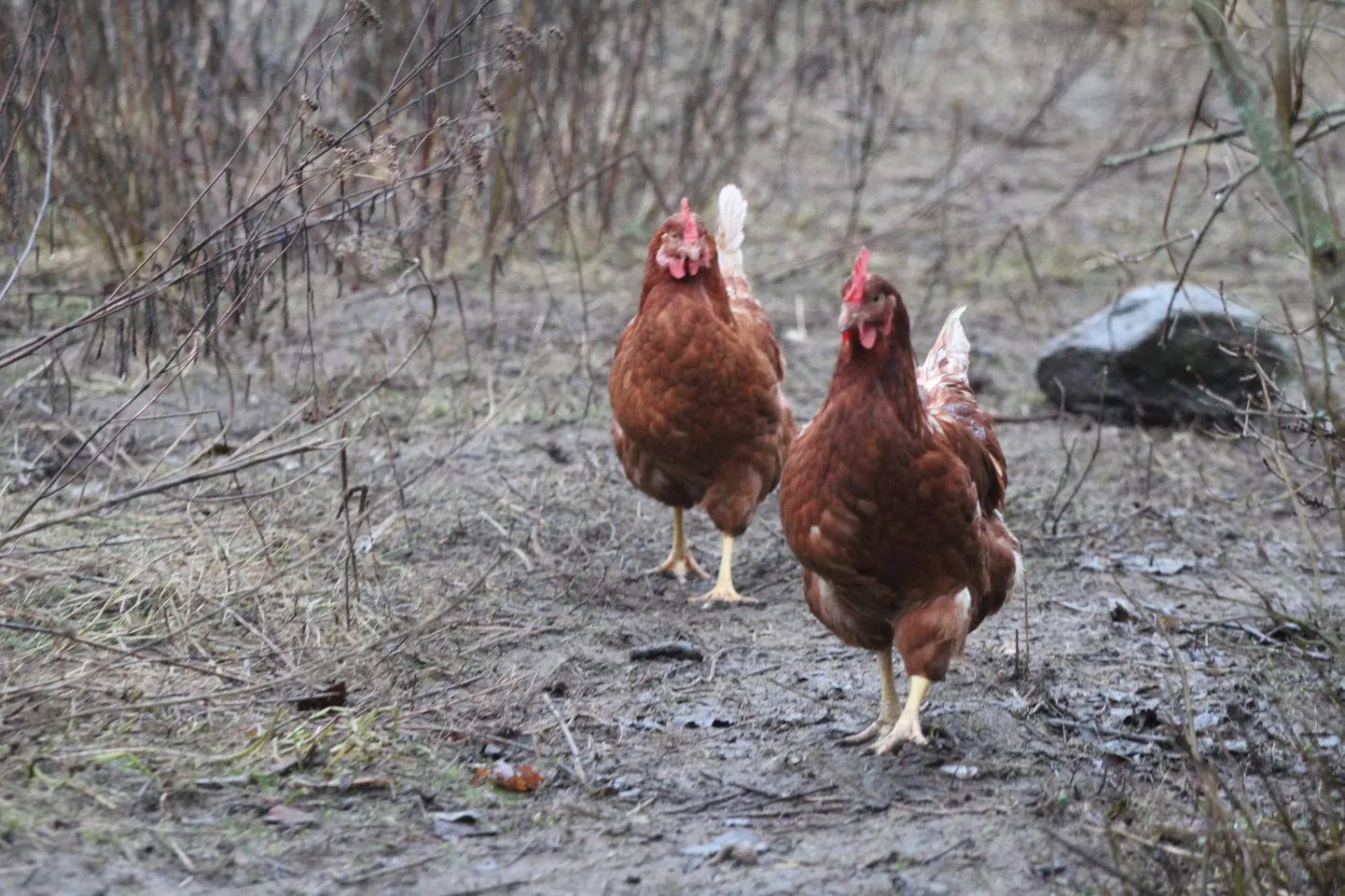 10 kilomeetri raadiuses kehtinud kodulindude pidamise piirangud lõpetati. Pilt on illustreeriv.