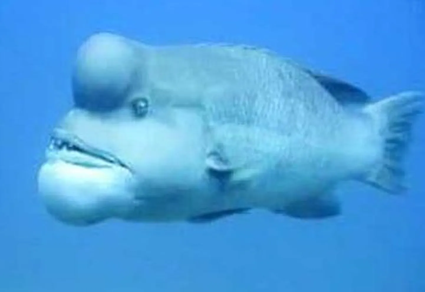 Semicossyphus reticulatus