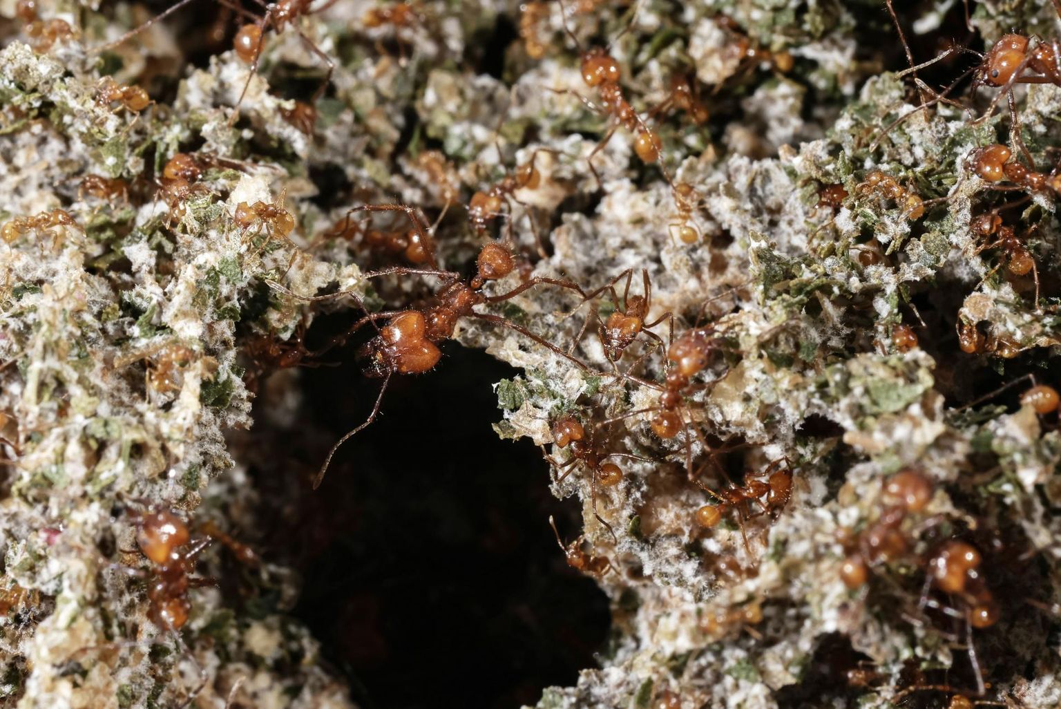 Lehelõikaja-sipelgad (Atta cephalotes) on muu hulgas tuntud selle poolest, et nad loovad endale suuri seenepõlde.