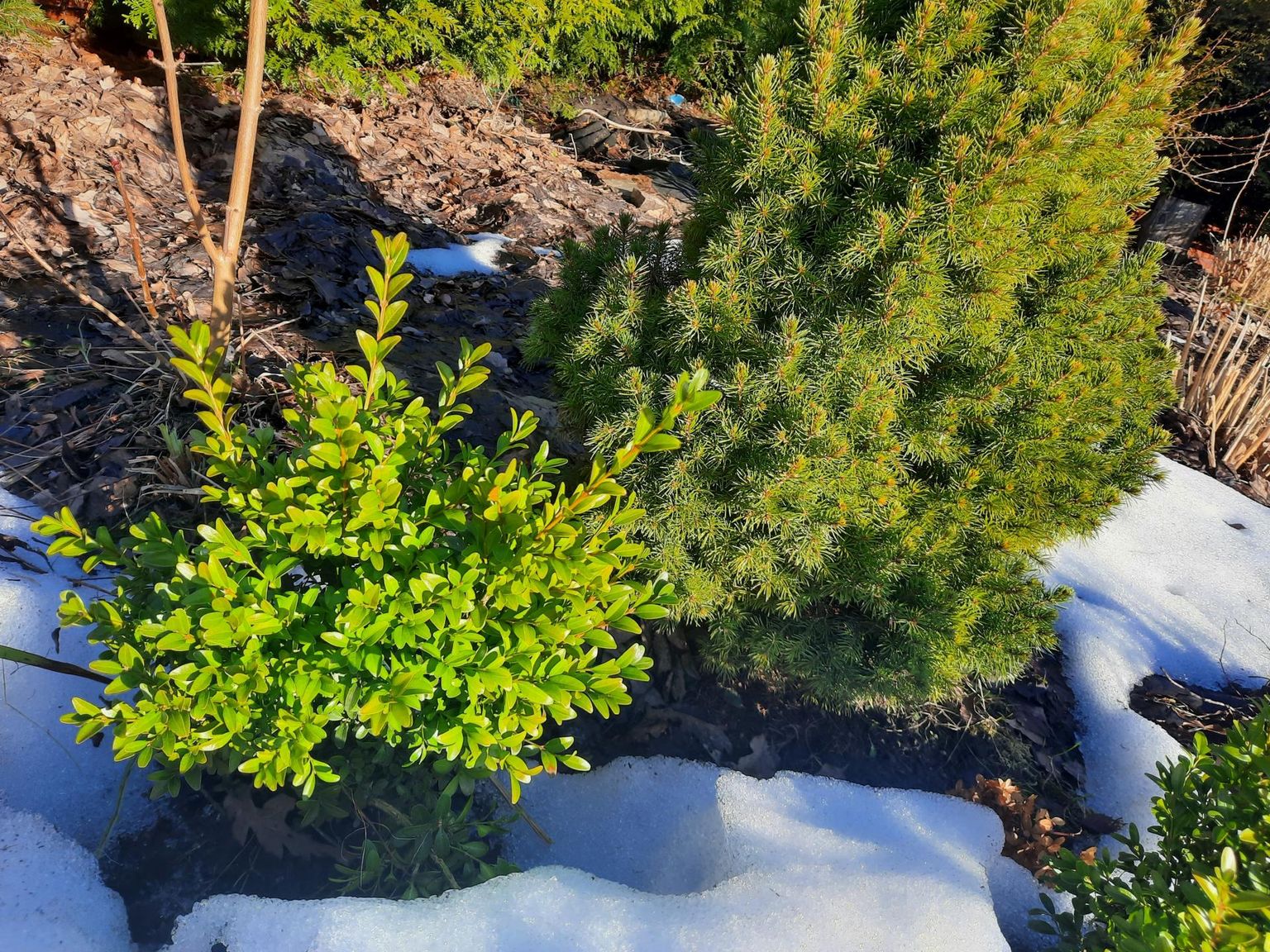 Need viieaastased taimed näitavad, et pukspuud on meie kliimas aeglase kasvuga, kuid isegi keset talve lumest väljaturritavad erkrohelised lehed on kahtlemata tore vaatepilt. 