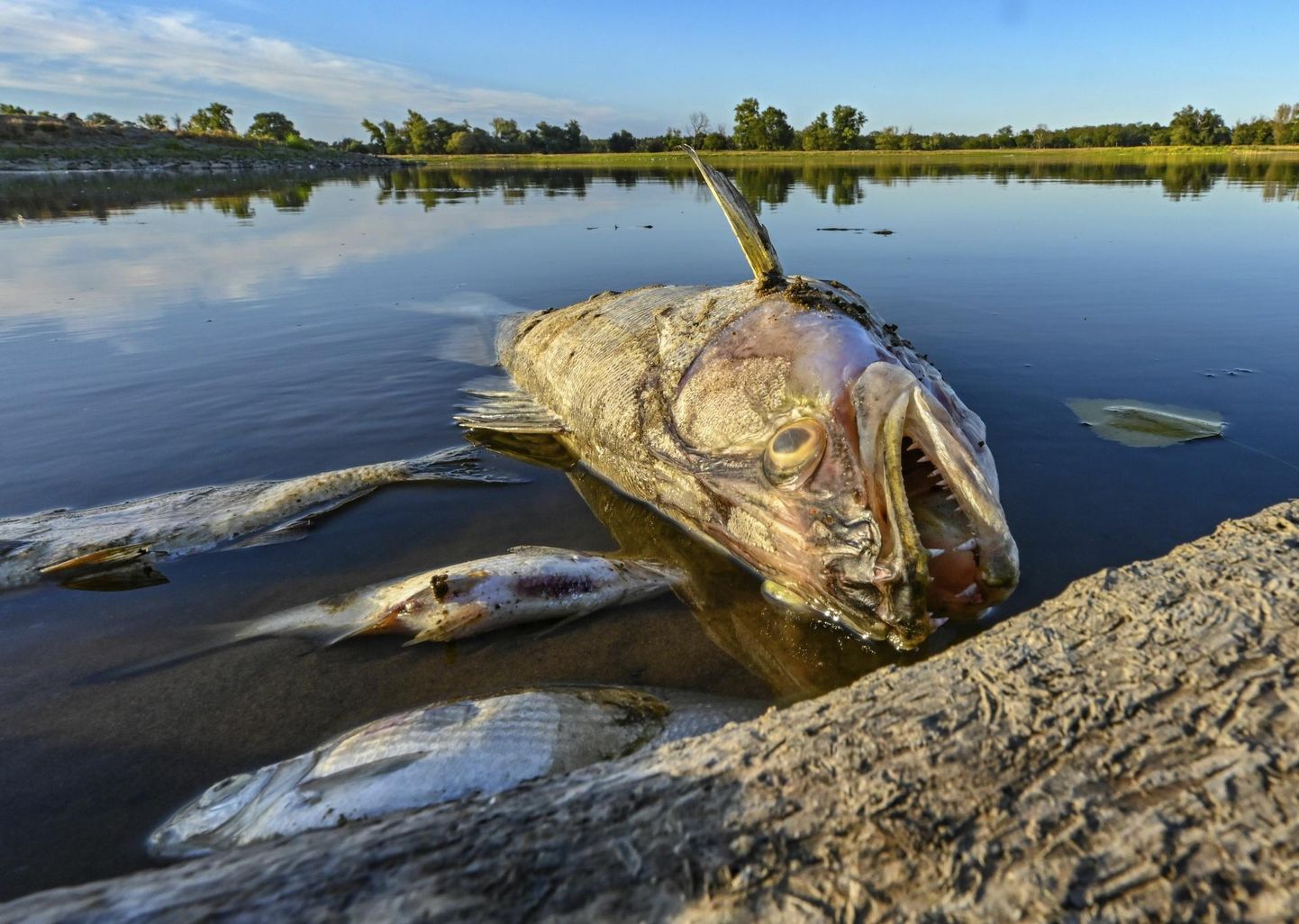 Oderi jõe kaldal Saksamaa ja Poola vahel on tohutul hulgal surnud kalu.