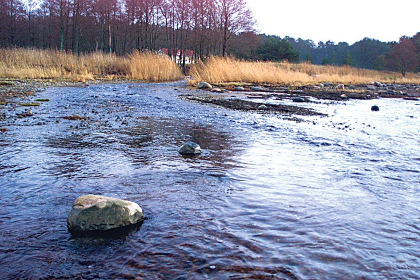 Lõhepopulatsioon Pärnumaa jõgedes vajab turgutamist.