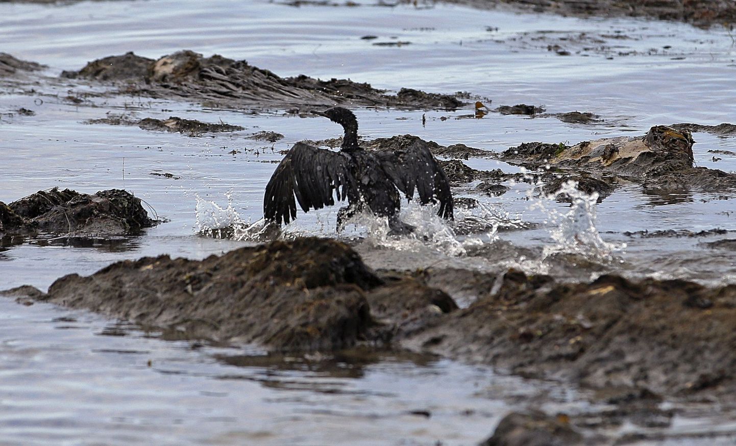 Kalifornijas piekrastē ar naftu apķepuši putni
