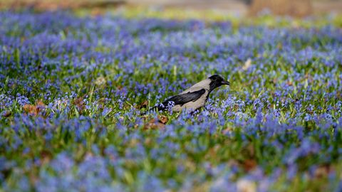 Svētdien saule mīsies ar mākoņiem